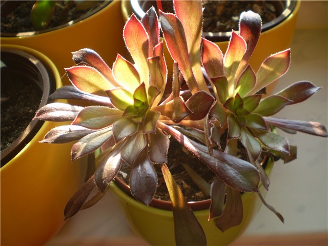 aeonium